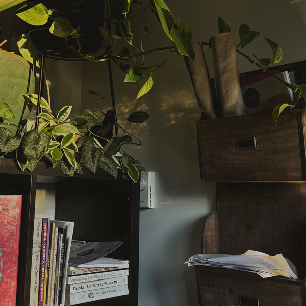 Golden hour light on a corner of a black bookcase with stacked books, with lush green vining plants tangled atop it.
